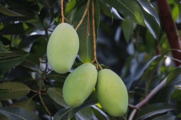 Cheruku Rasalu