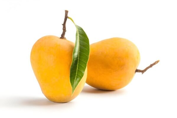 Ratnagiri Alphonso
