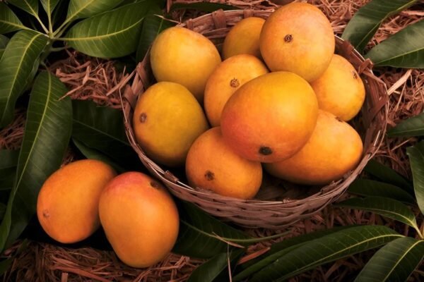 Alphonso - Chittoor